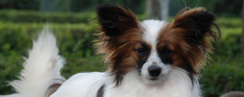 蝴蝶犬几个月认主人