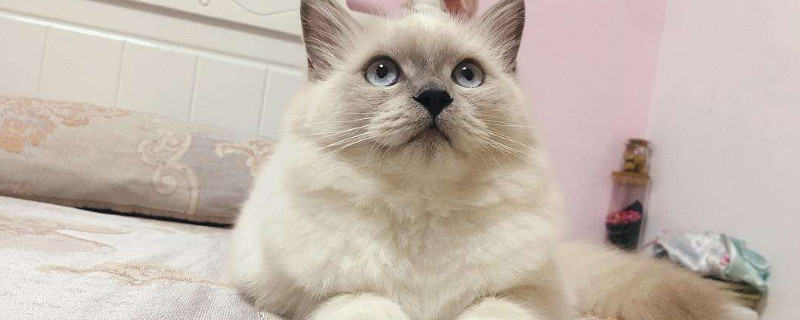 猫驱虫多久一次，猫驱虫的注意事项