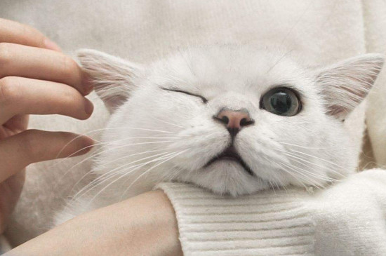 猫喜欢别人摸哪里