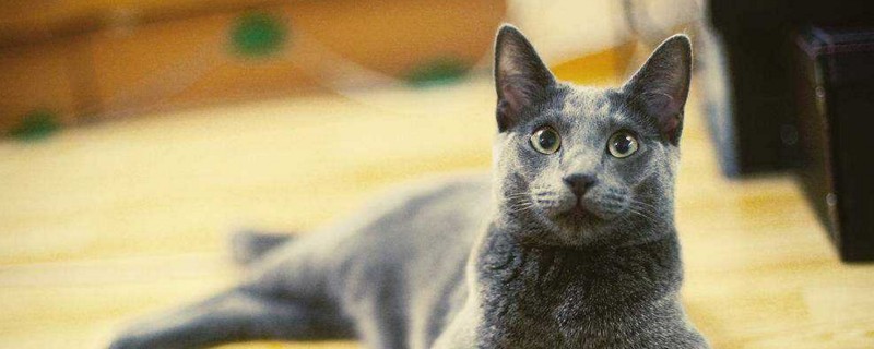 不容易掉毛的猫