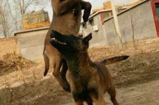 马犬胆小怎么办，多互动训练保持相对安稳的环境