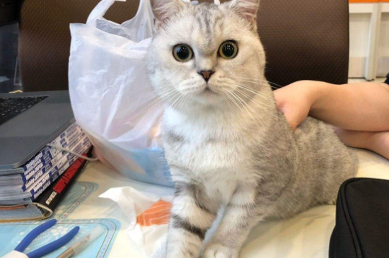 猫埋屎老是扒盆边怎么办