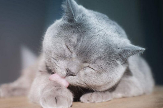 猫舔毛会吃肚子里吗