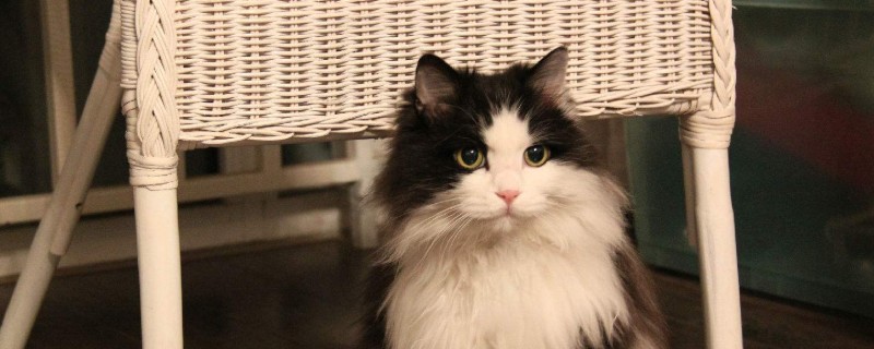 猫低吼是什么情况