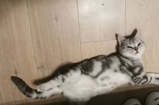 猫怀孕掉毛严重怎么办