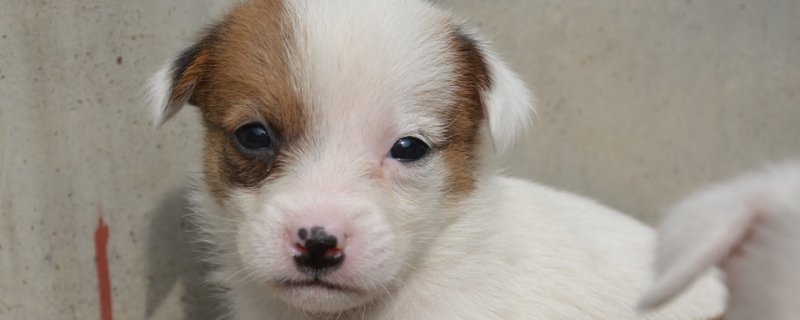 狗狗好像嗓子卡了东西一样一直咳