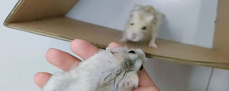 仓鼠打架流血了怎么办