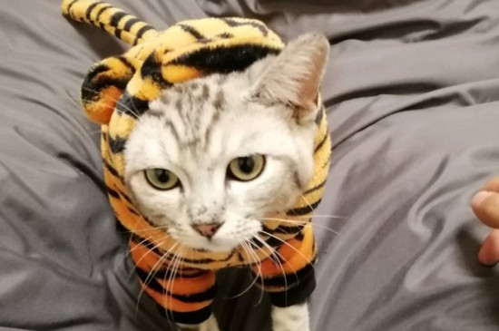 猫能吃盐吗