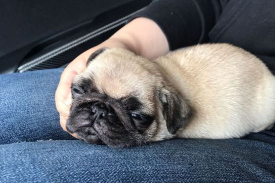 八哥犬掉毛吗
