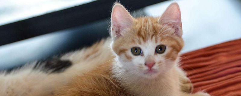 2个月小猫非常瘦小