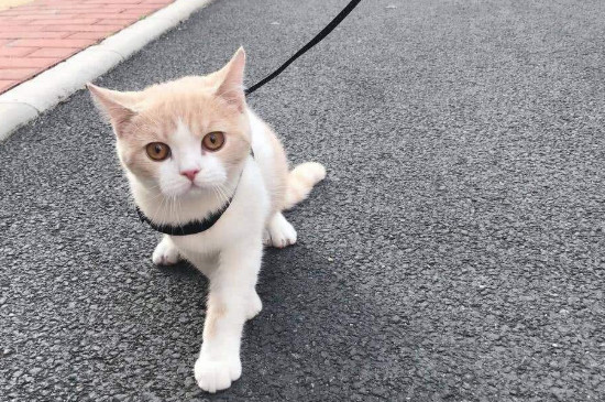 养猫从多大养粘人
