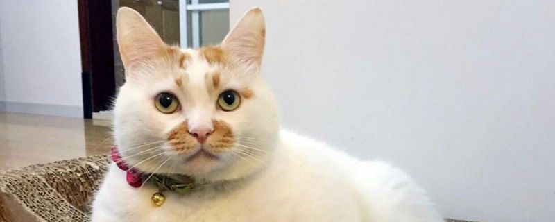 猫罐头一次喂多少