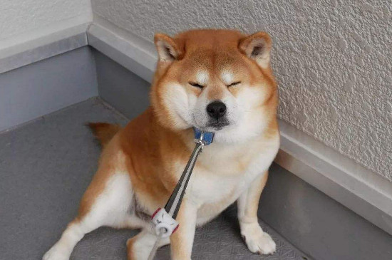 柴犬和哈士奇哪个贵，柴犬更贵但性格上更适合家养