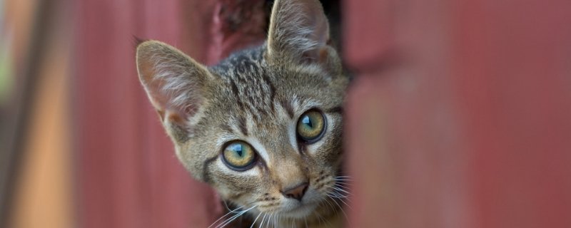 猫咪应激反应