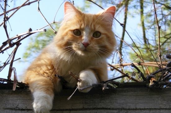 猫能吃松子吗