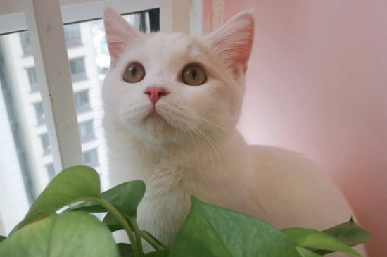 假性猫瘟是什么