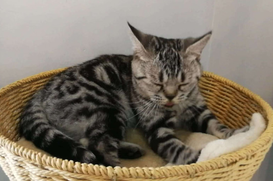 猫为什么踩奶