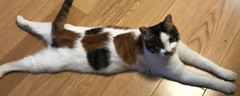 猫咪生完肚子还是很大