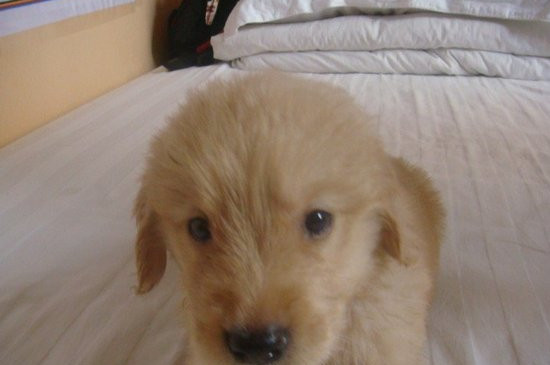 金毛幼犬流鼻涕怎么办