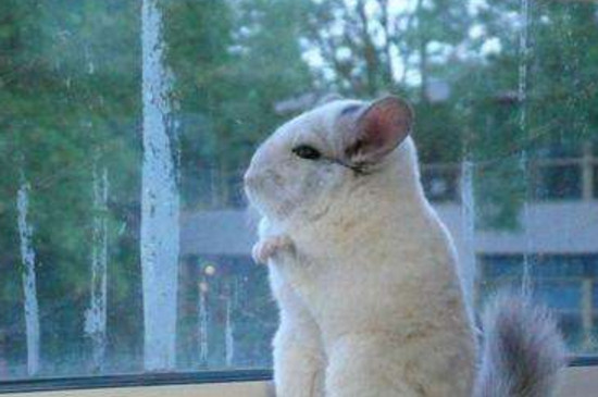 龙猫为什么养不熟
