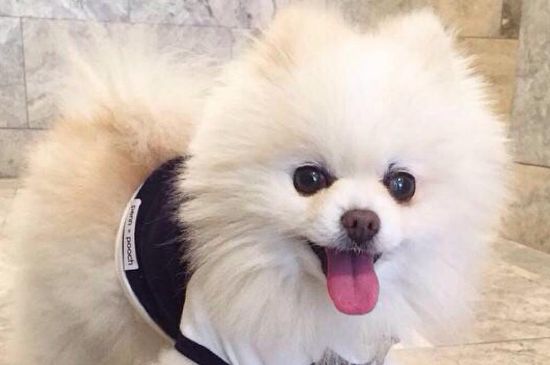 博美犬吃什么，以狗粮为主并适当喂食营养保健品
