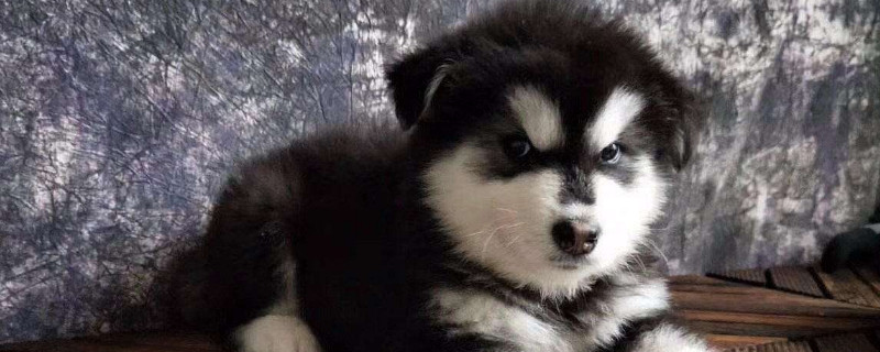 幼犬怎么看出凶不凶，看小狗性格凶猛的技巧