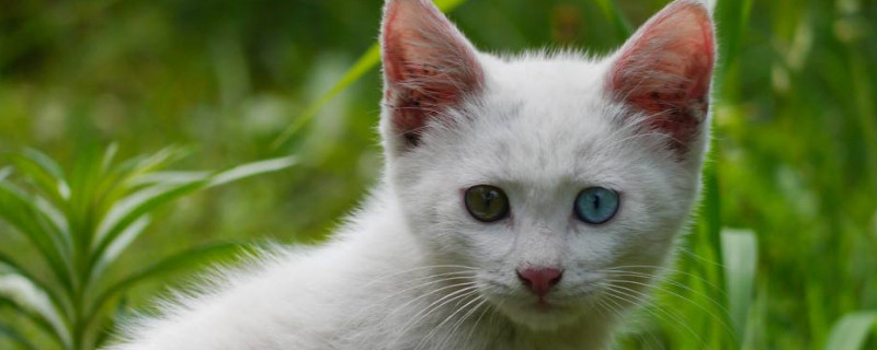 两个月的猫可以吃罐头吗