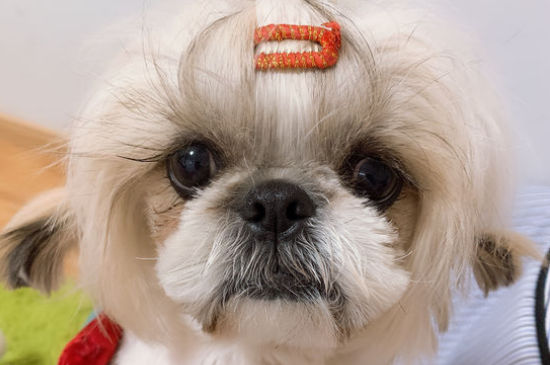 西施犬体味大吗