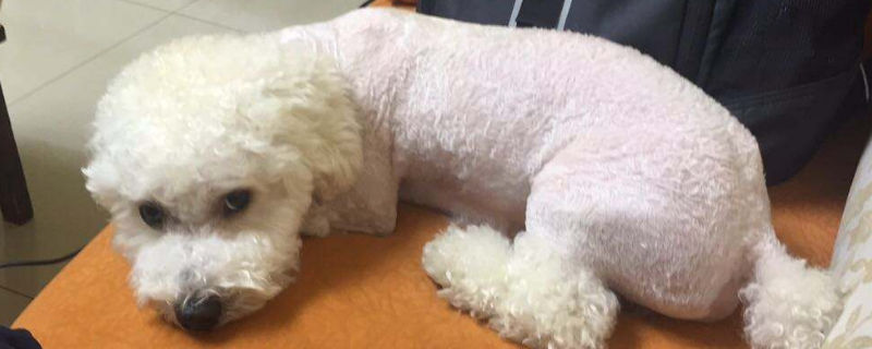 比熊尿黄是怎么回事