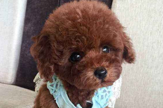 泰迪幼犬呕吐怎么办