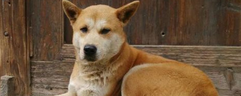 狗舔人手是什么行为