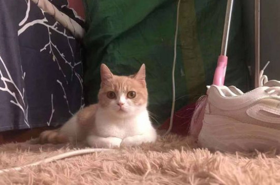 两只猫打架不管可以吗
