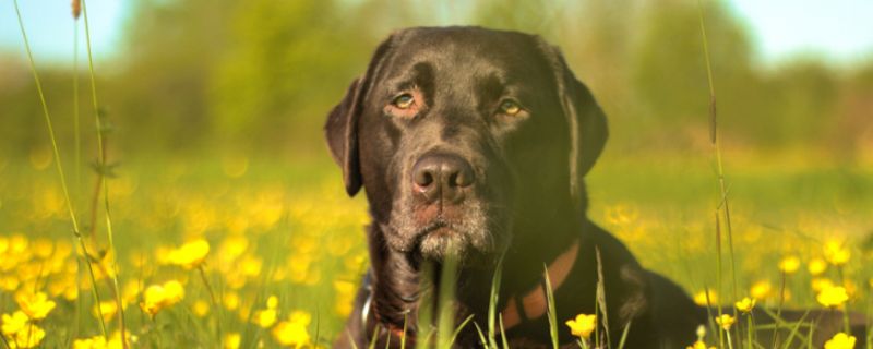 母犬产后护理