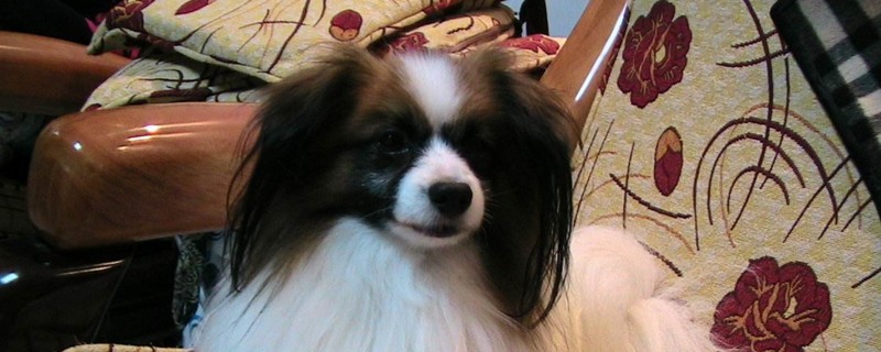 蝴蝶犬吃什么东西