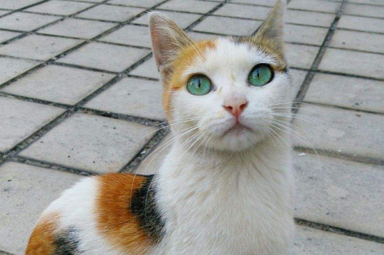 猫咪吐血水是怎么回事