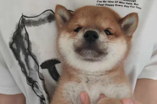 狗身上有蜱虫怎么办