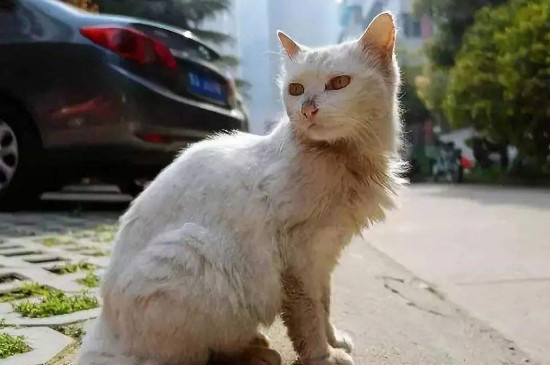 猫咪胸腔积水有救吗