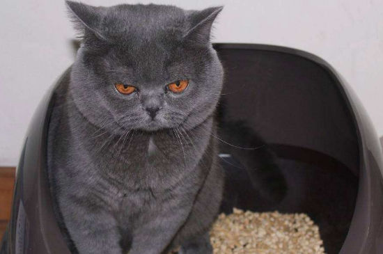 猫不停的刨猫砂还总叫