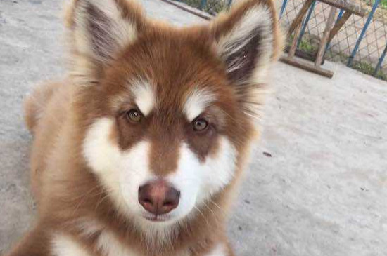 阿拉斯加犬瘟早期症状，判断狗狗犬瘟的3种表现