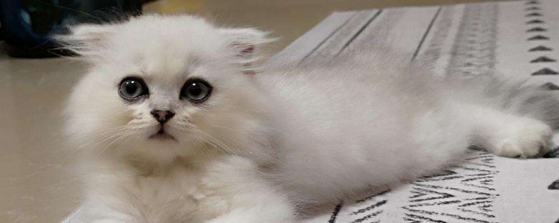 折耳猫软骨病能活多久