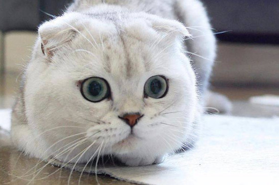 母猫怀孕多久肚子变大