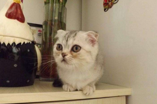 猫晚上一直叫像小孩