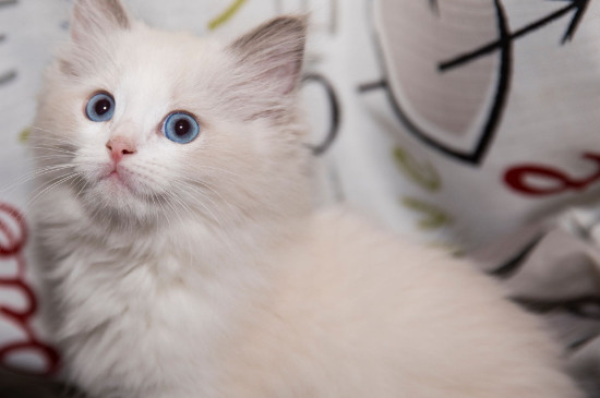 猫咪不吃猫粮只吃肉