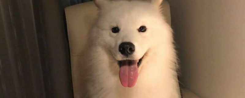 狗狗舔到农药多久发作