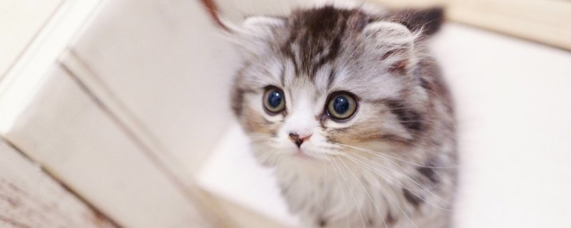 公猫绝育后尿还臊吗