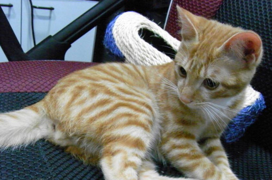 猫软便带血