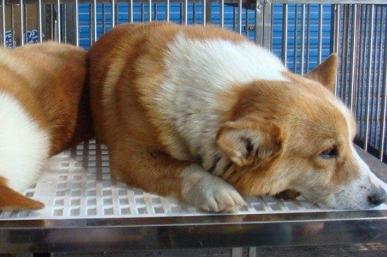开封狗市买狗注意什么