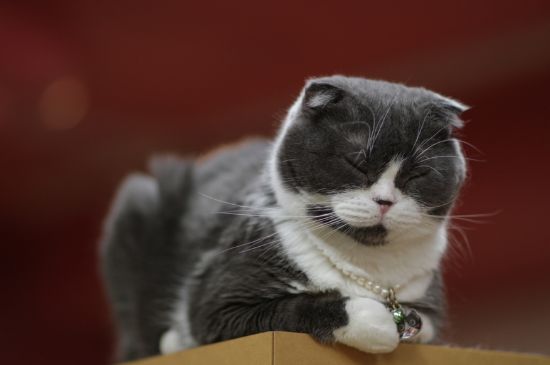 豆腐猫砂可以冲厕所吗