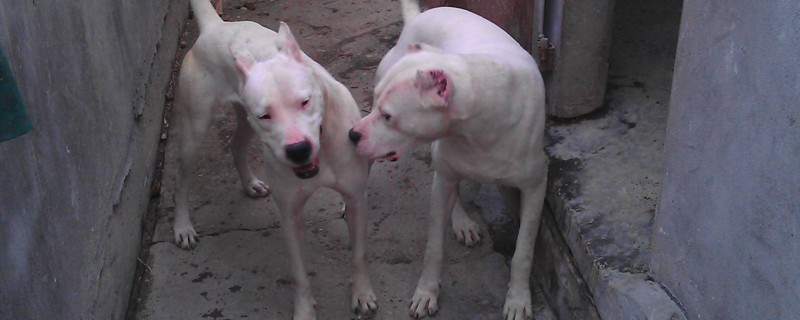 杜高犬适合家养吗