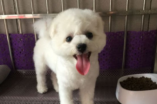狗狗喷射状拉稀水怎么回事，狗狗拉水样便怎么办